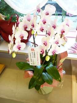 Dm_hp_24736_3 Dm_hp_24736_3