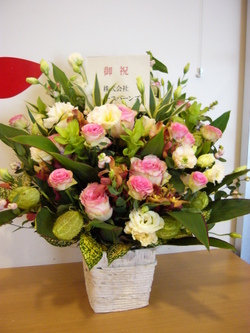 Dm_hp_24739 Dm_hp_24739